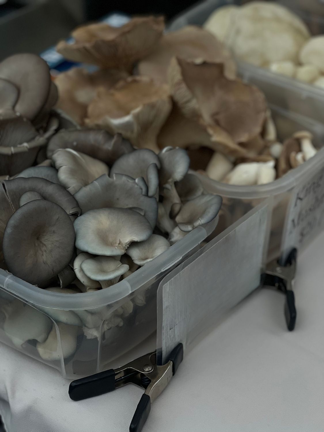 Blue Oyster Mushroom (Pleurotus ostreatus)