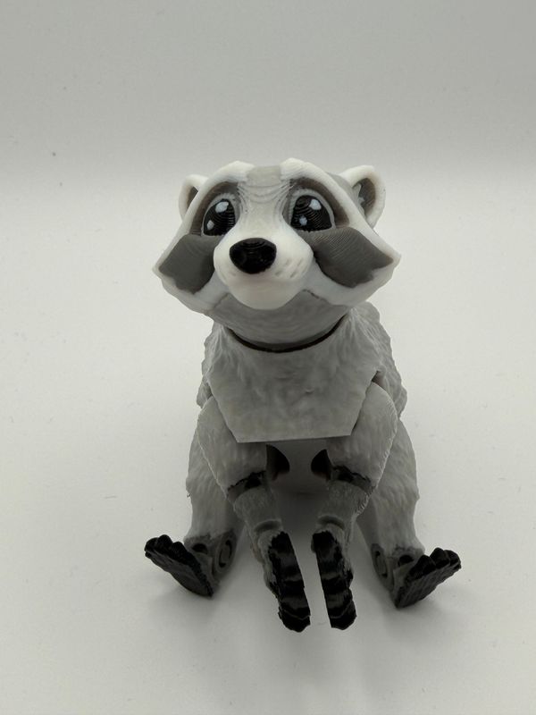 Waschbär Waschbär