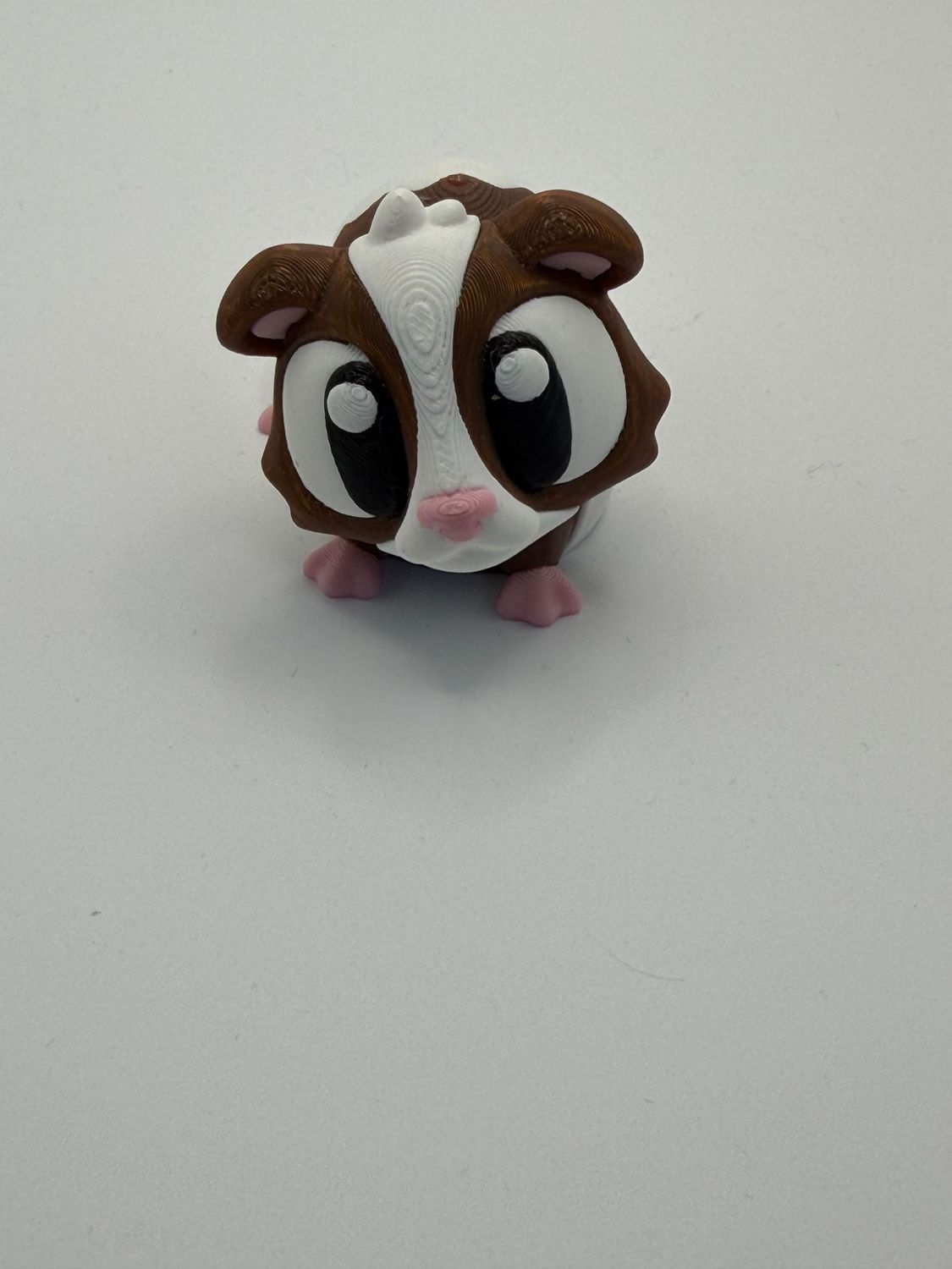 Meerschweinchen braun, weiß