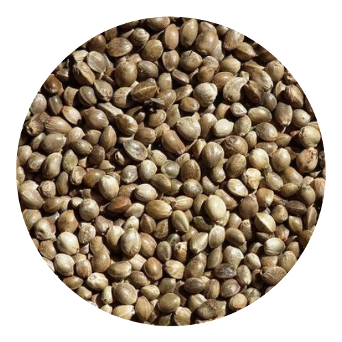 20Kg chènevis