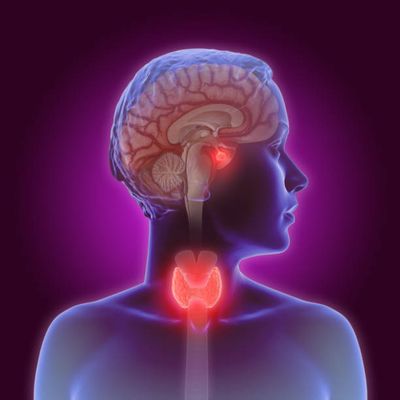 Limpieza profunda del sistema endocrino