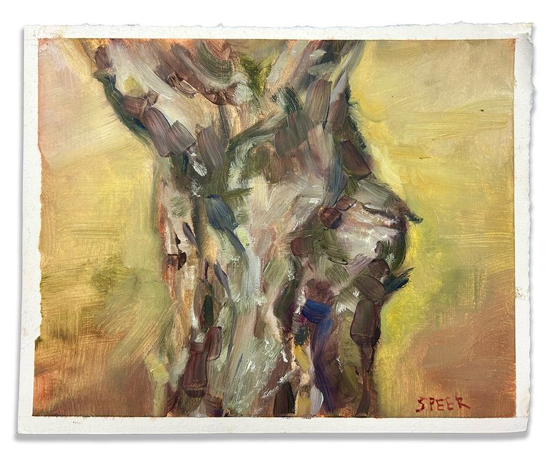 Oak Burl, Louisiana Tech University