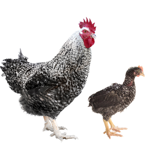 Campero Jabado