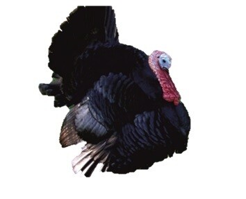 Pavo Negro de engorde (industrial 12kg)