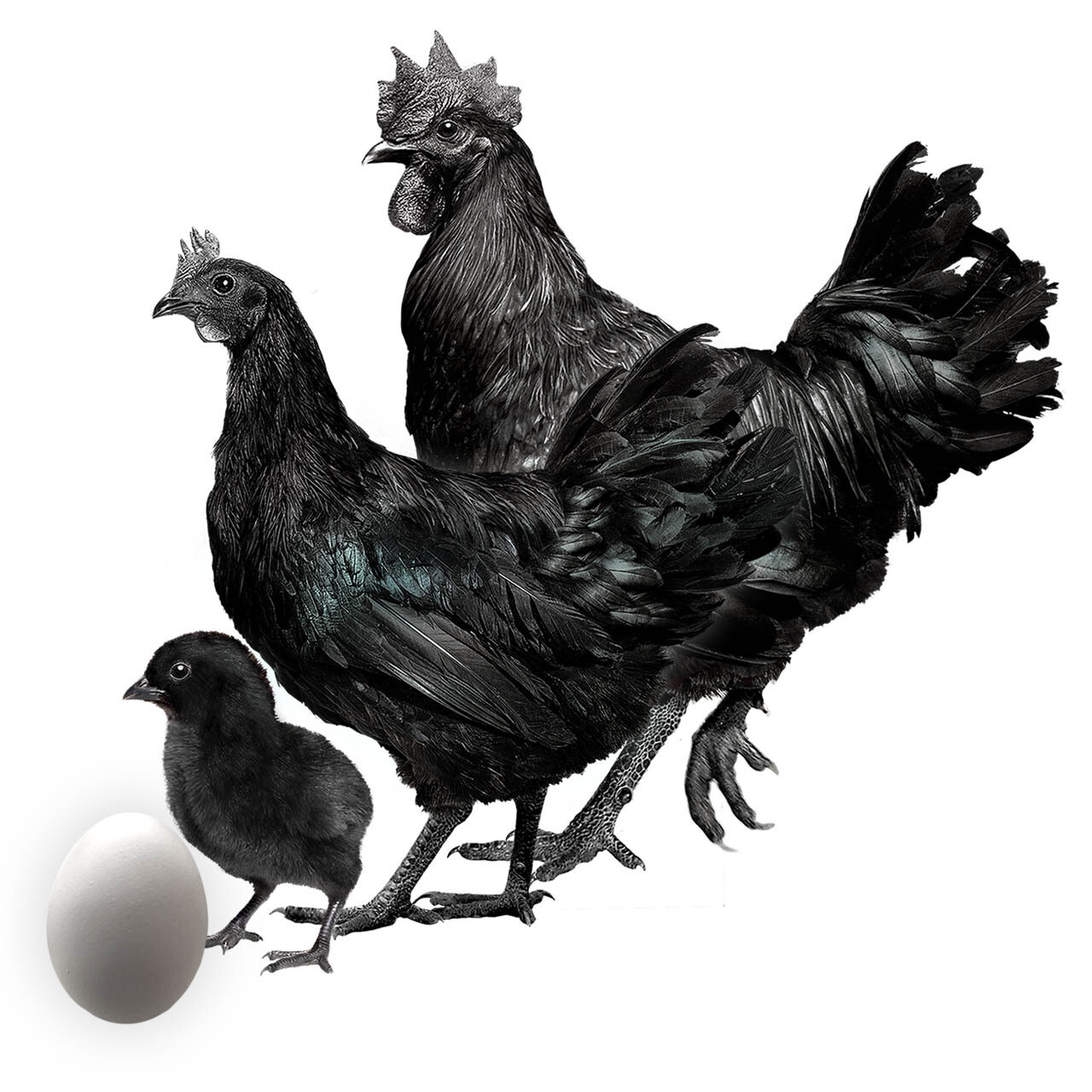 AYAM CEMANI