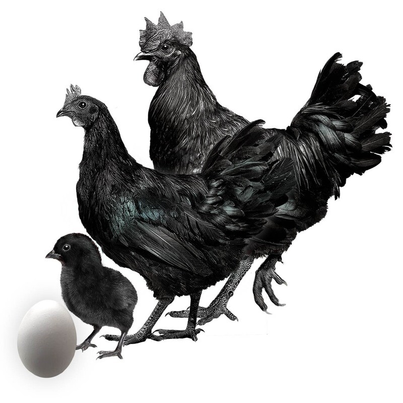 AYAM CEMANI
