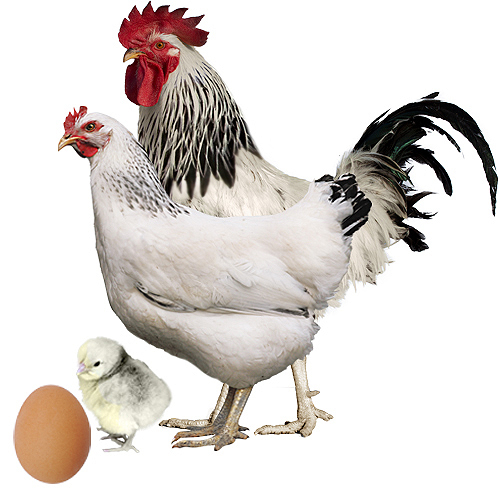 Gallina Sussex Armiñada