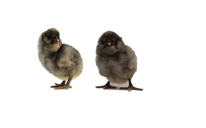 ARAUCANA PLUMA AZUL
