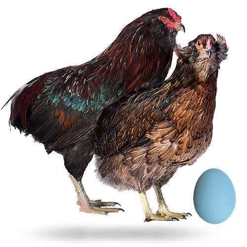 Ameraucana