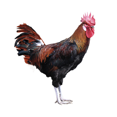 Gallo Andaluz Perdiz