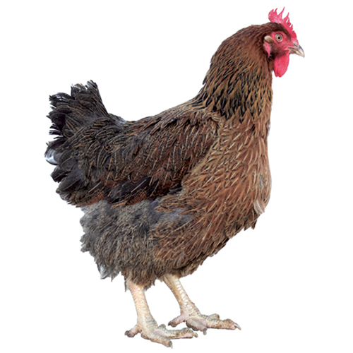 Gallina Campera
