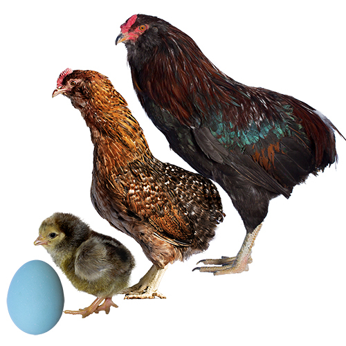 Gallina Araucana o Mapuche