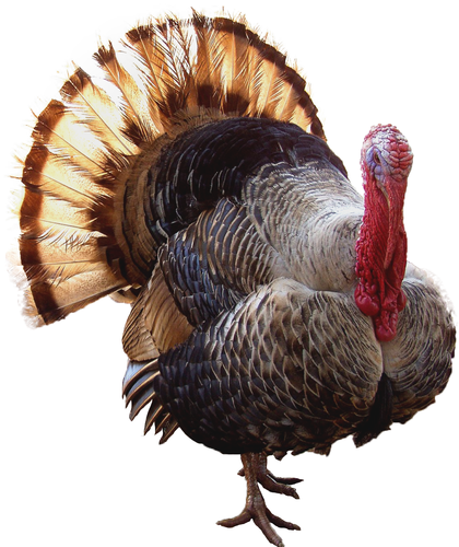 Pavo Bronceado o Ruano (Industrial)