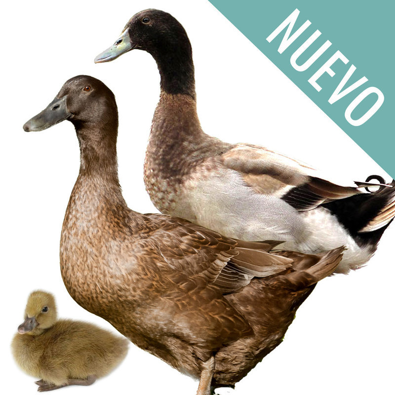 KHAKI CAMPBELL BLANCO - CONSULTAR DISPONIBILIDAD