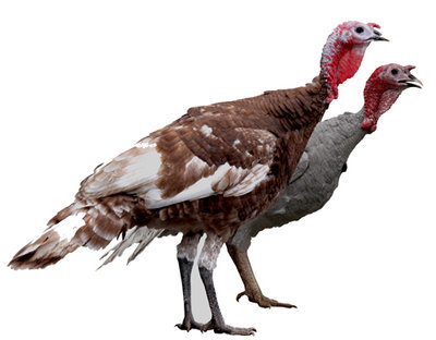 Pavo Autóctono Andalúz