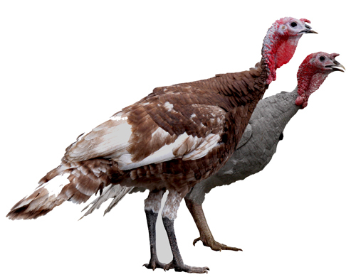 Pavo Autóctono Andalúz