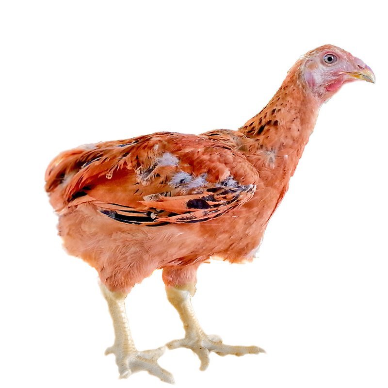 CAPÓN