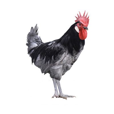 Gallo Andaluz Azul