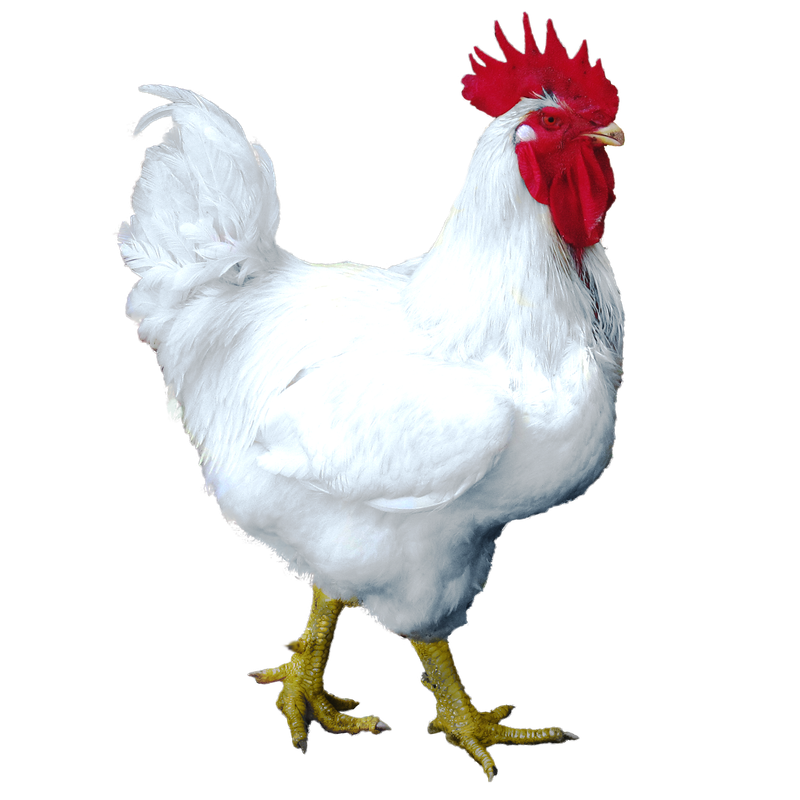 Campero Broiler Blanco