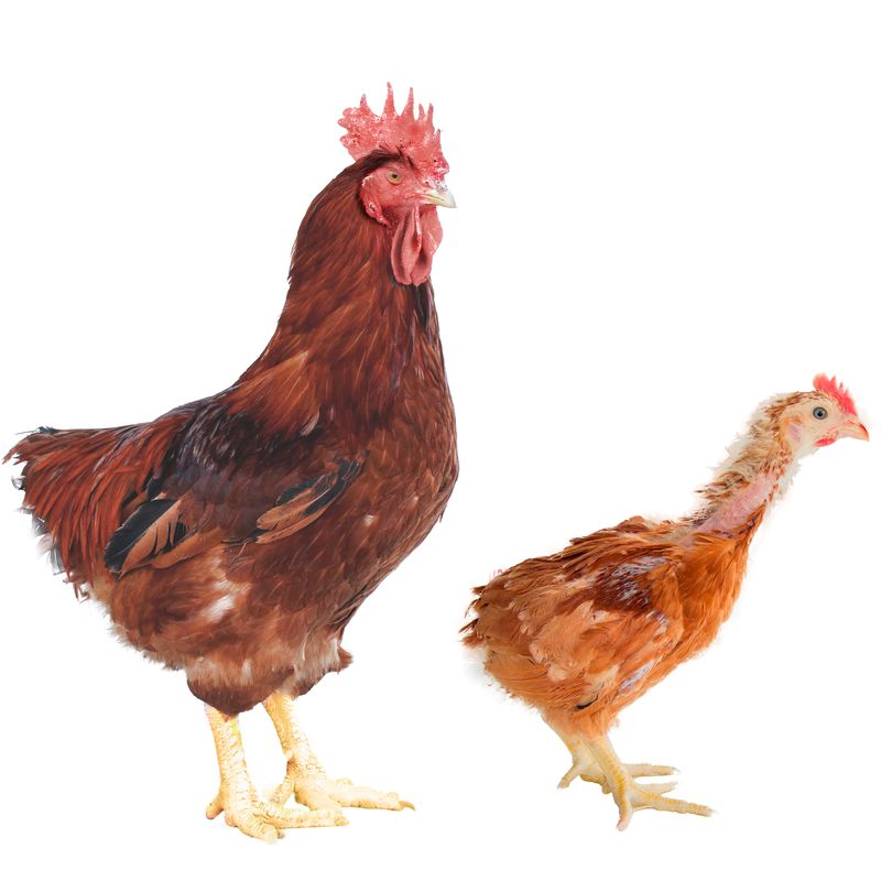 Campero Rojo