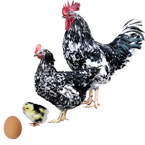 Gallina Pinta Asturiana