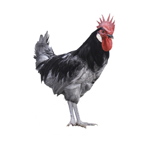 Gallo Andaluz Azul