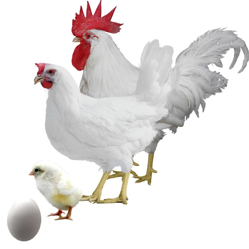 Gallina Leghorn