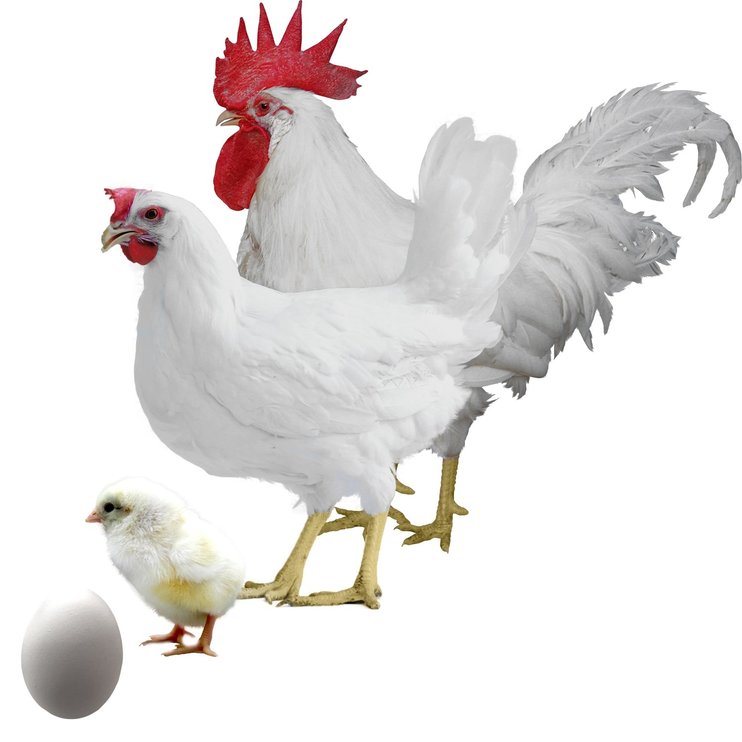 Gallina Leghorn