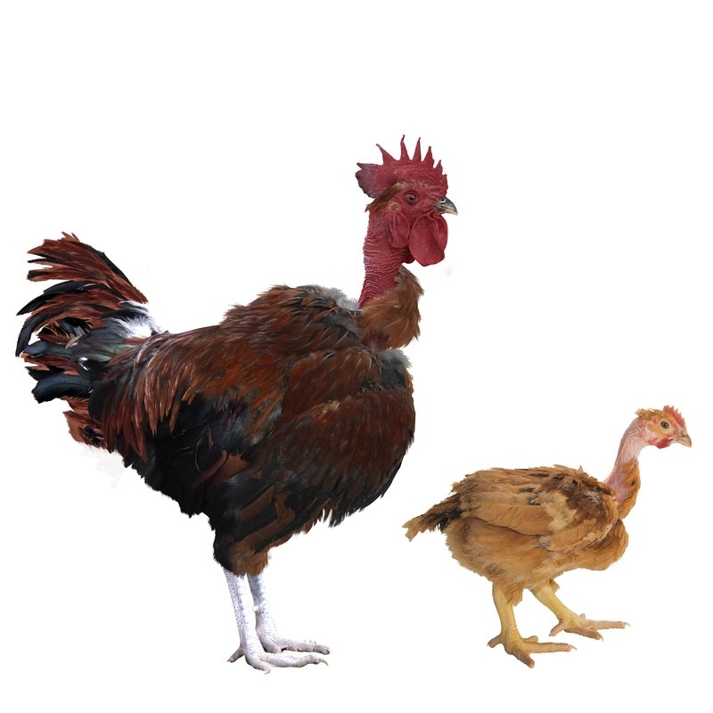 Campero Cuello Pelado Rojo