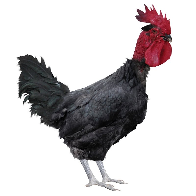 Campero engorde Cuello Pelado Negro/Barrado