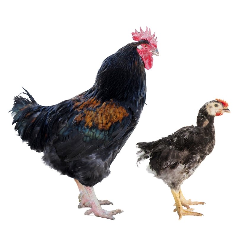 Campero Negro