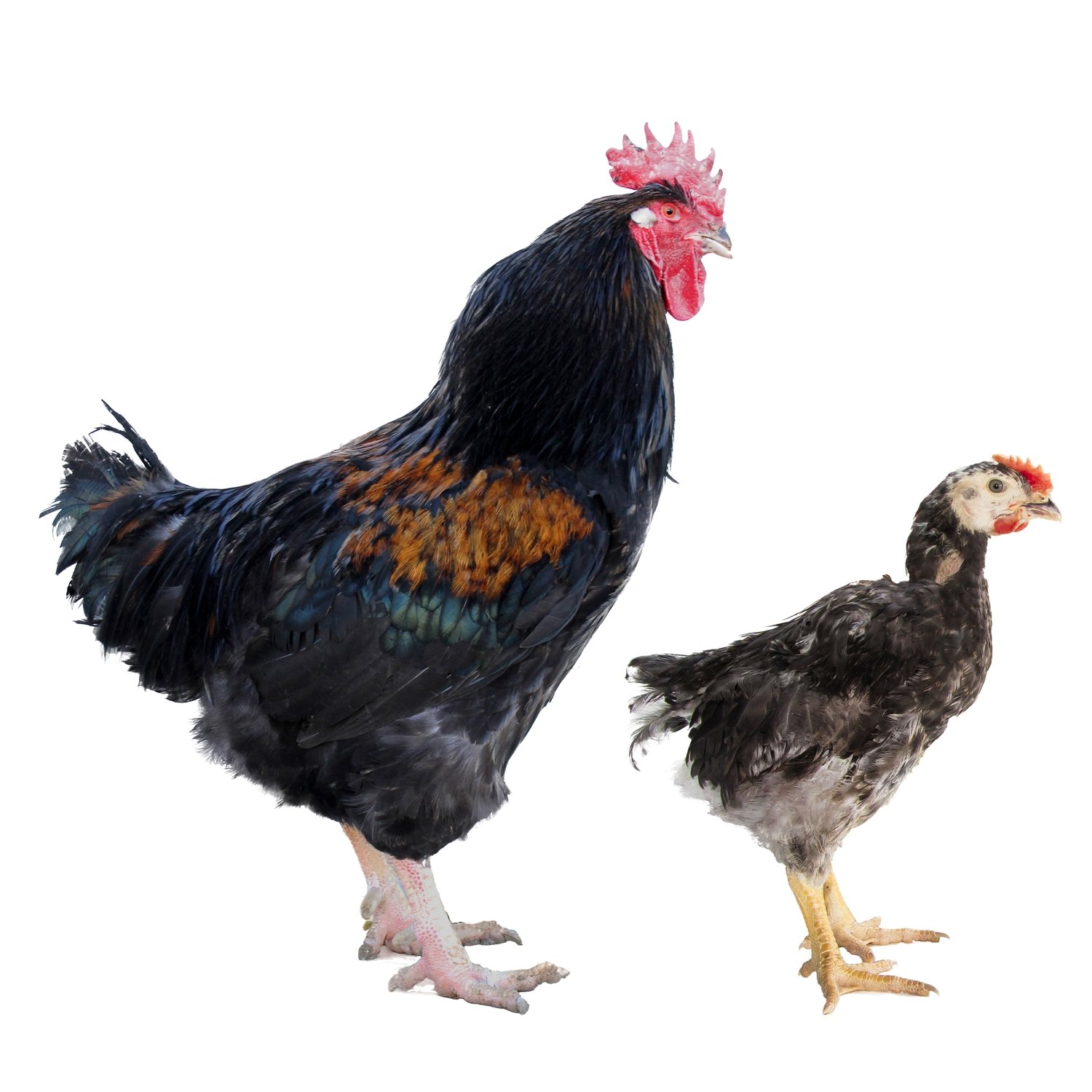 Campero Negro