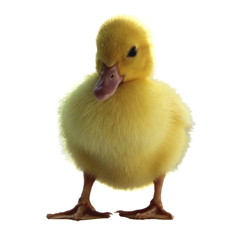 Patos