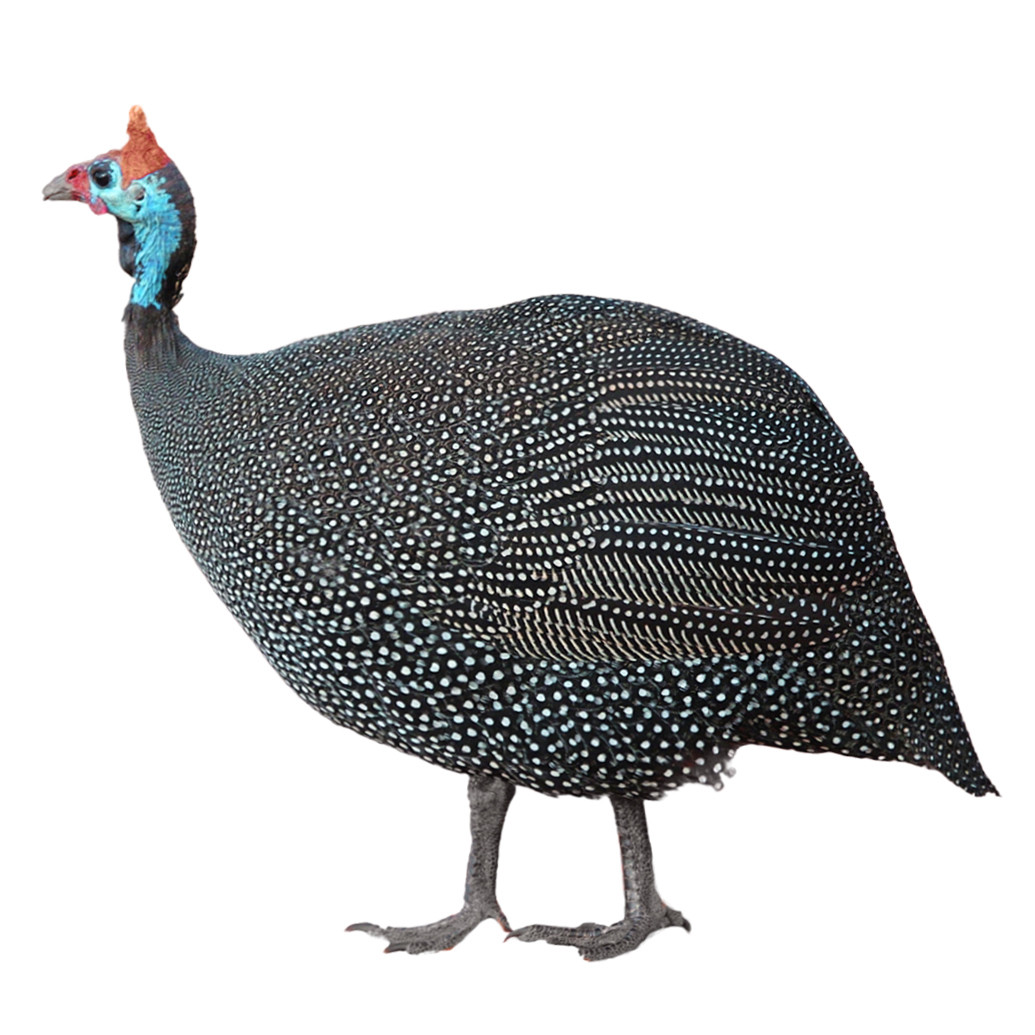 Guineas