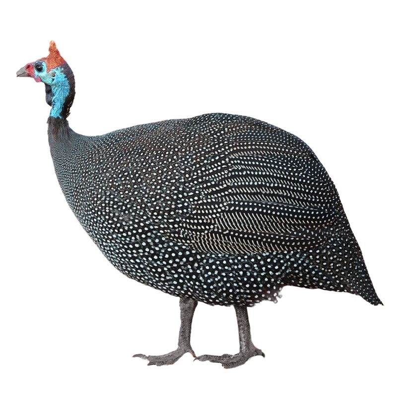 Guineas