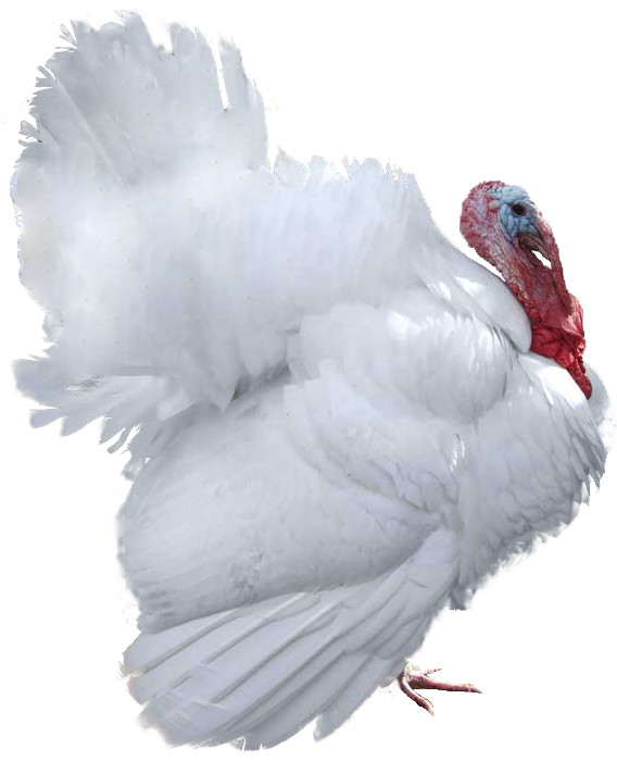Pavo Blanco de engorde (industrial)