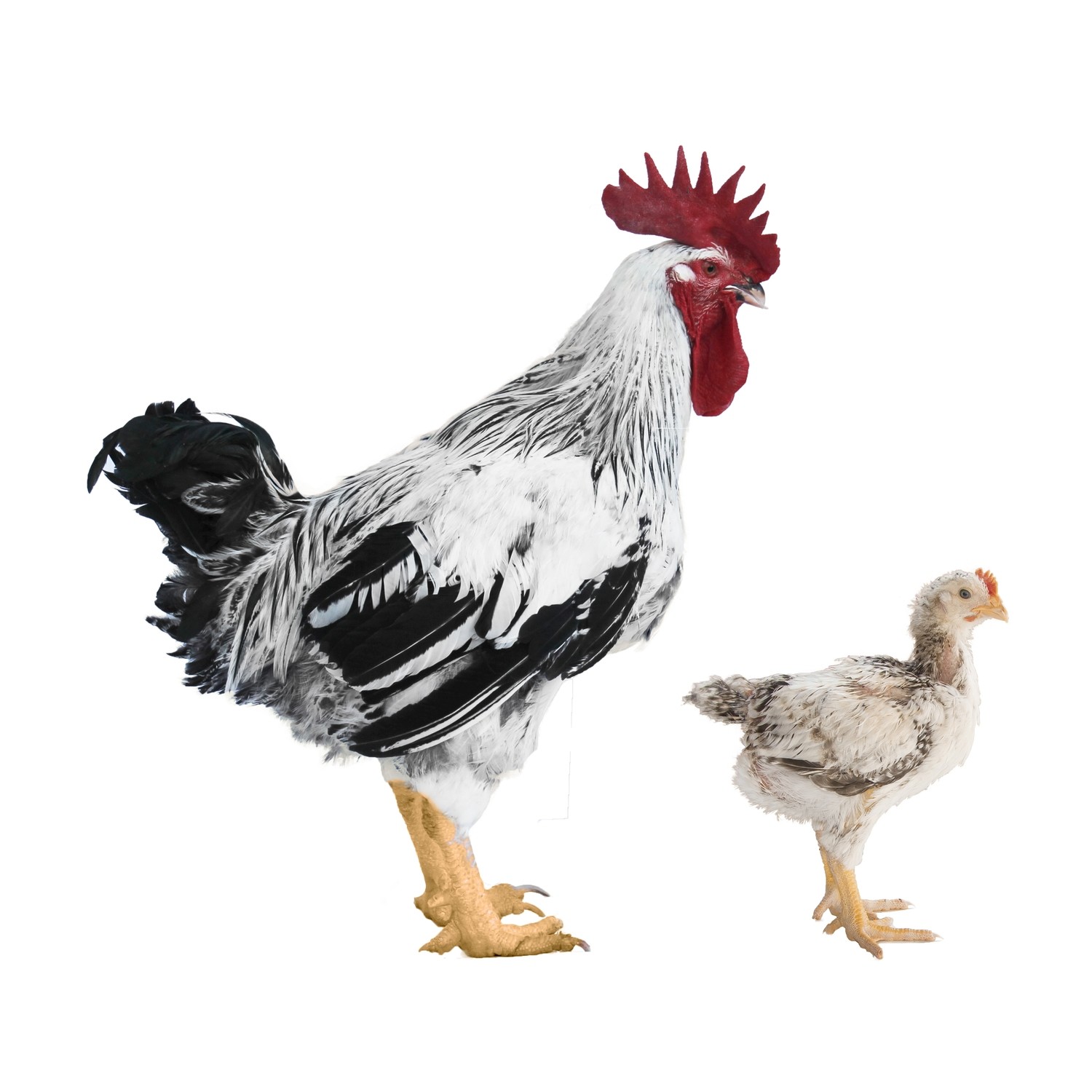 Campero Sussex Armiñado