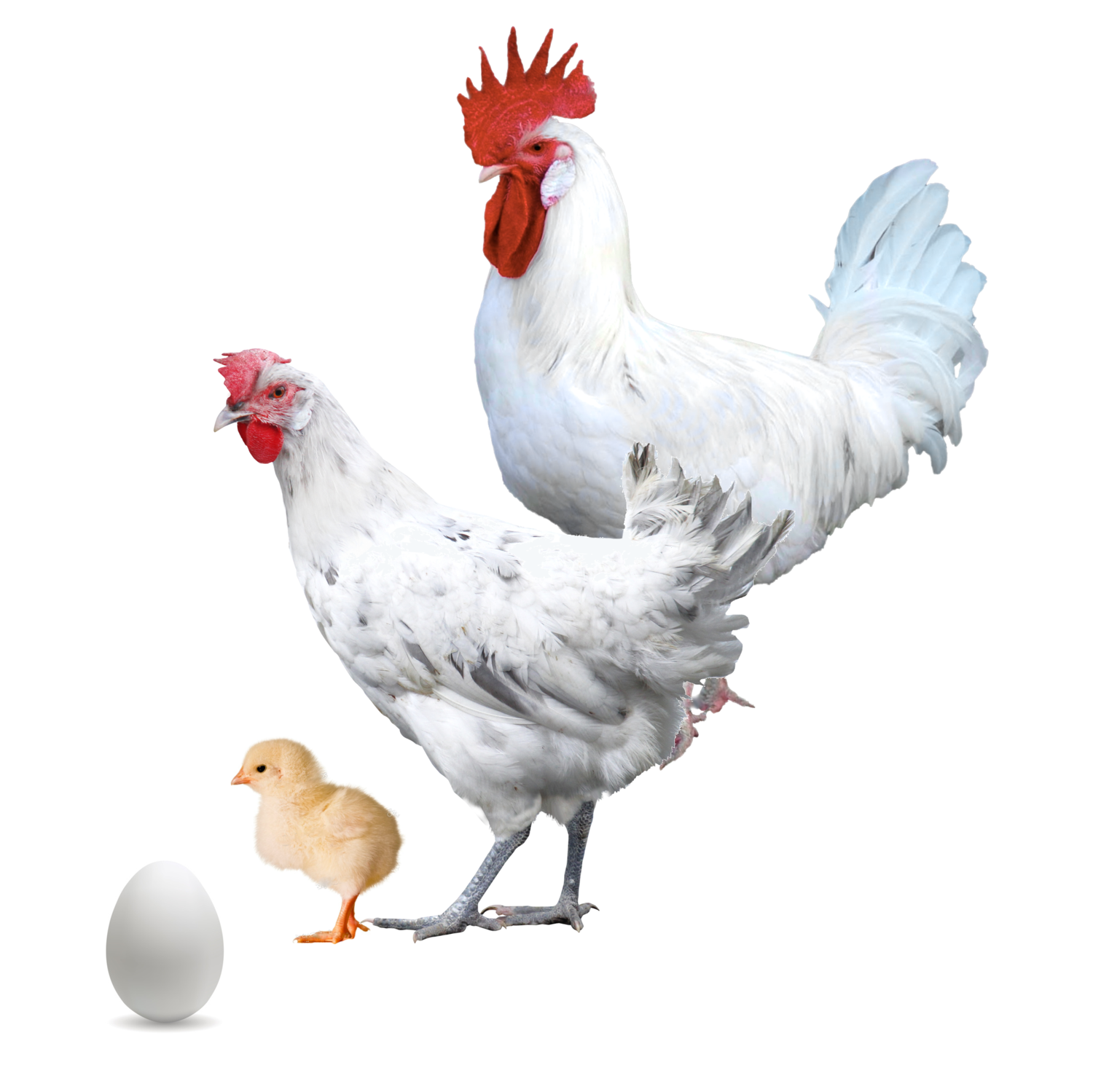 Gallina Andaluza Blanca