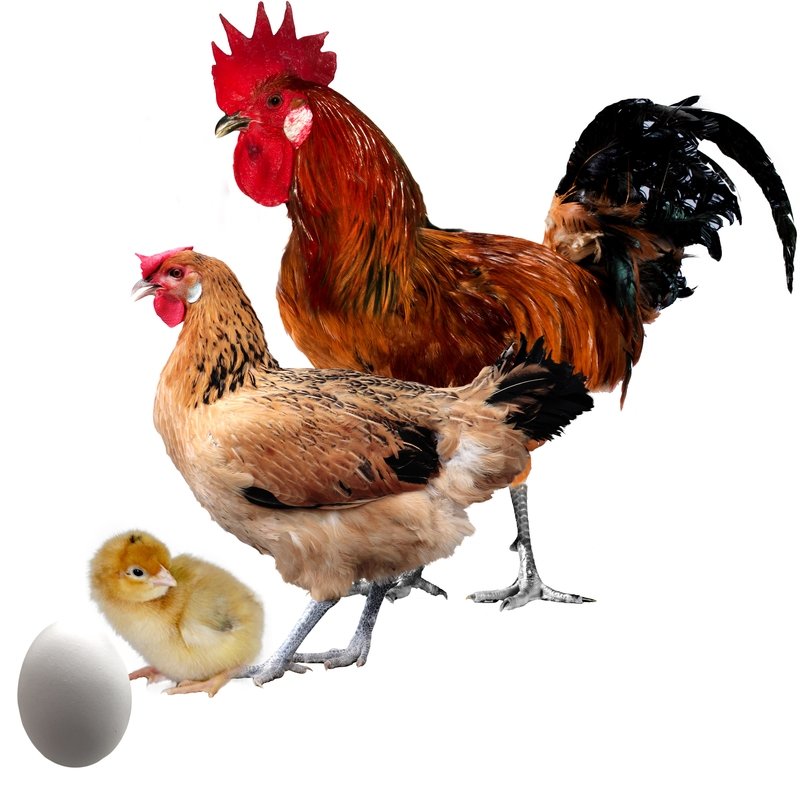 Gallina Andaluza Sureña