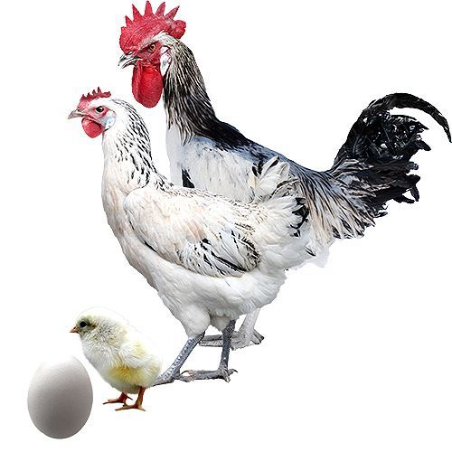 Gallina Andaluza Armiñada