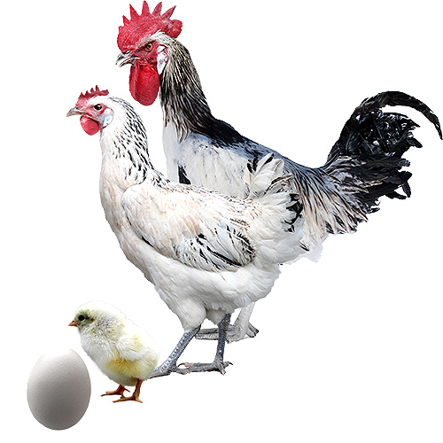 Gallina Andaluza Armiñada