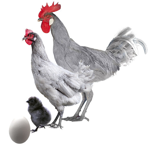 Gallina Andaluza Ceniza o Plata