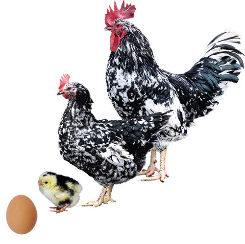 Gallina Pinta Asturiana