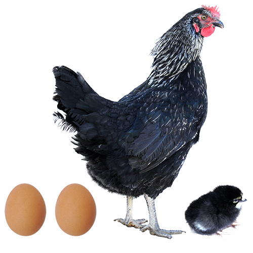 Ponedora Negra Nevada