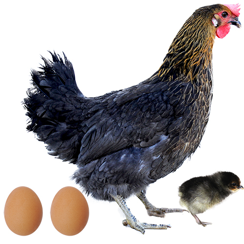 Ponedora Isazul Morisca