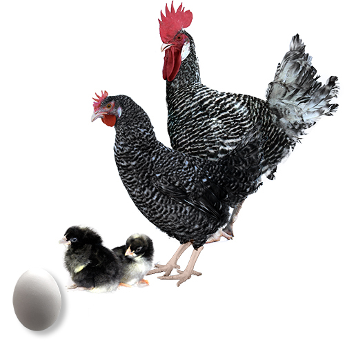 Gallina Andaluza Franciscana