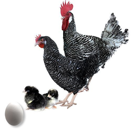 Gallina Andaluza Franciscana