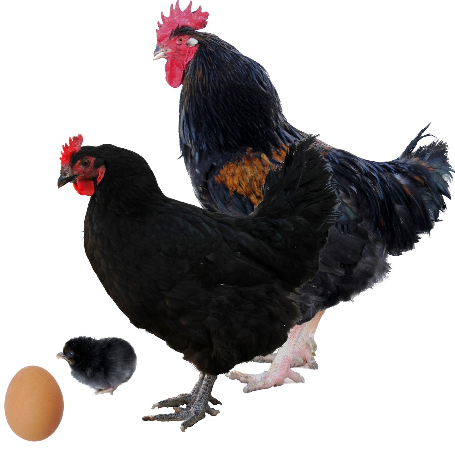 Gallina Raza Cornish