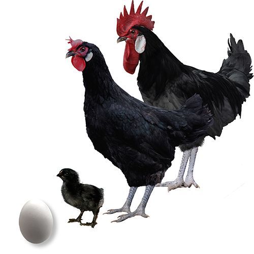 Gallina Andaluza Negra