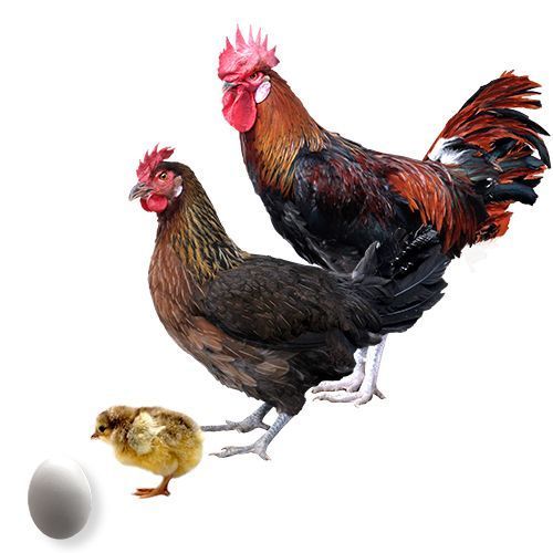 Gallina Andaluza Perdiz